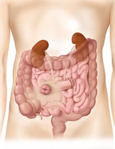 a stomach