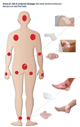 人の体と人の体