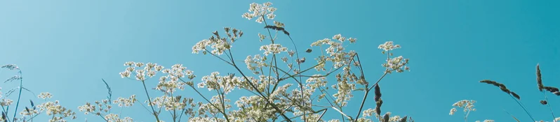 a tree with white flowers